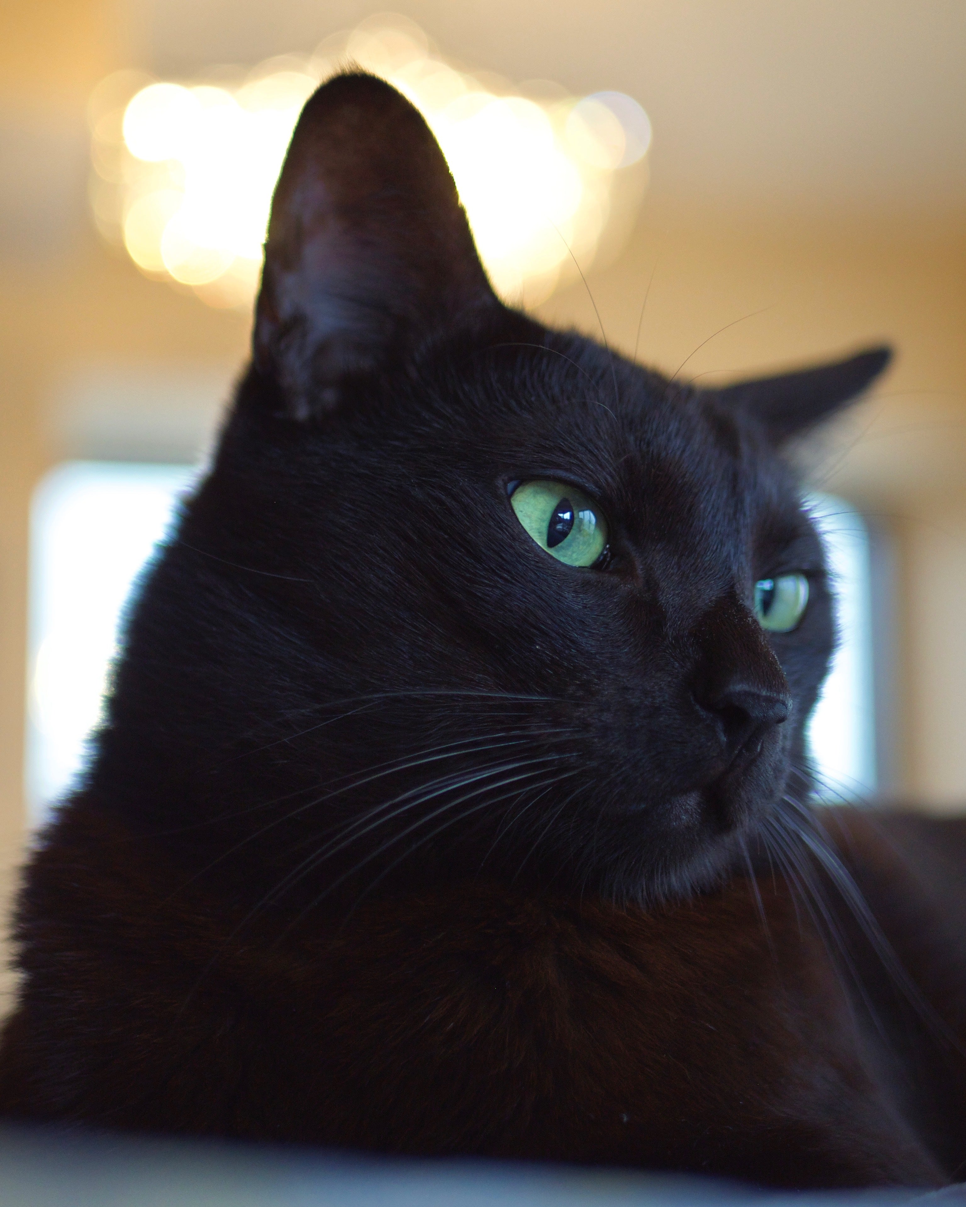 black-cat-with-green-eyes.jpg